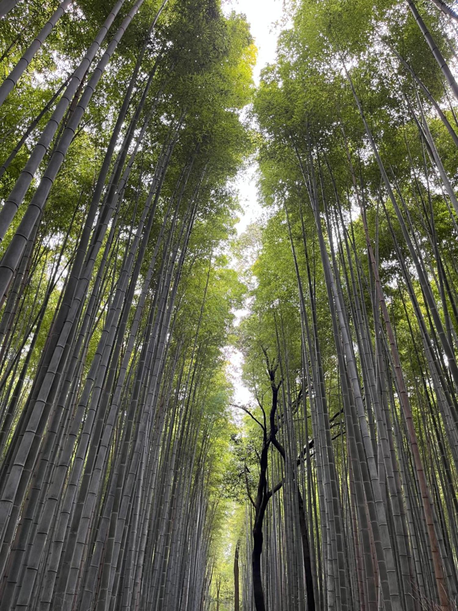 嵐山 天龍の宿 駐車無料 一棟貸切 最大5人 Dragon Legend Arashiyama Central Private Rare Modern Villa Free Parking Max 5Ppl Shimosaga Bagian luar foto