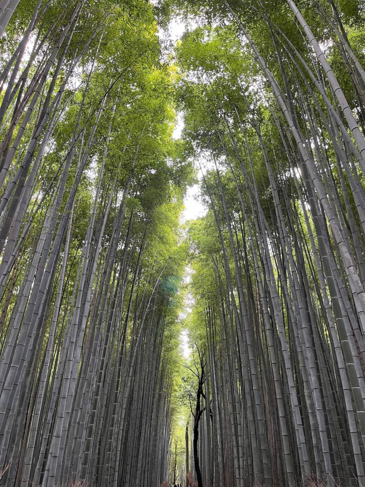 嵐山 天龍の宿 駐車無料 一棟貸切 最大5人 Dragon Legend Arashiyama Central Private Rare Modern Villa Free Parking Max 5Ppl Shimosaga Bagian luar foto